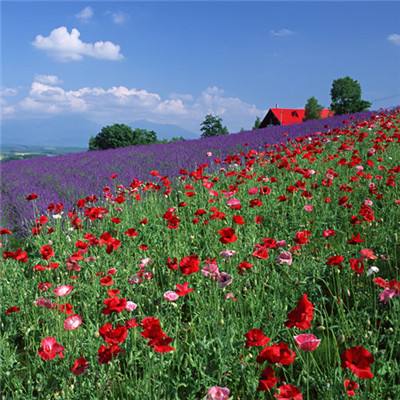 bet体育365官网正规手机app下载截图